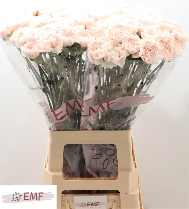 <h4>DI ST SIGNORELLI</h4>