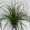 Carex oshimensis