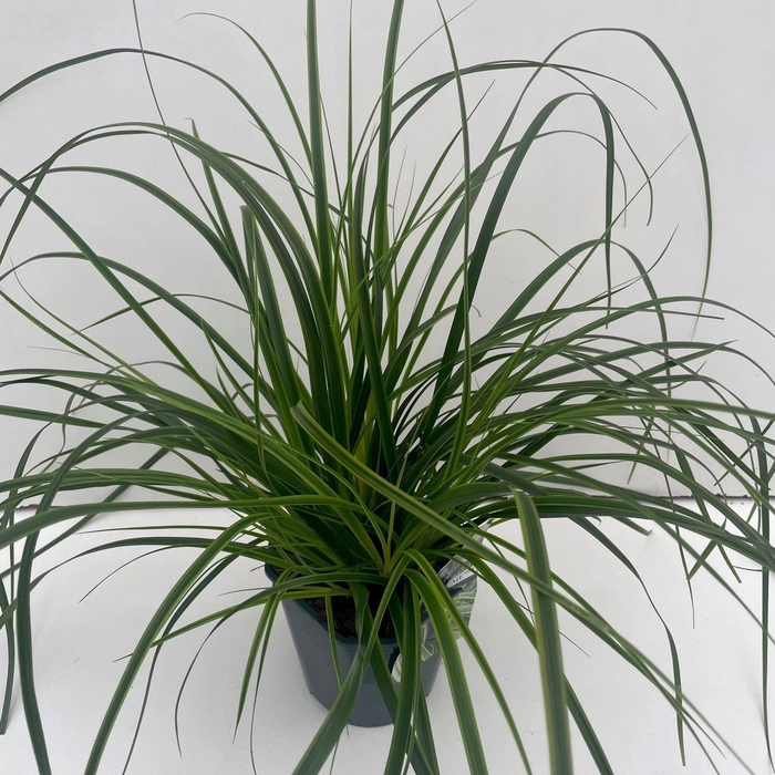 Carex oshimensis