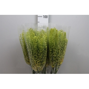 Eremurus Stenophyllu