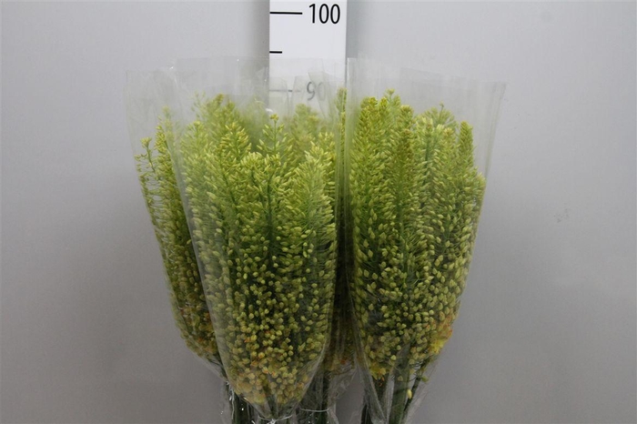 <h4>Eremurus Stenophyllu</h4>