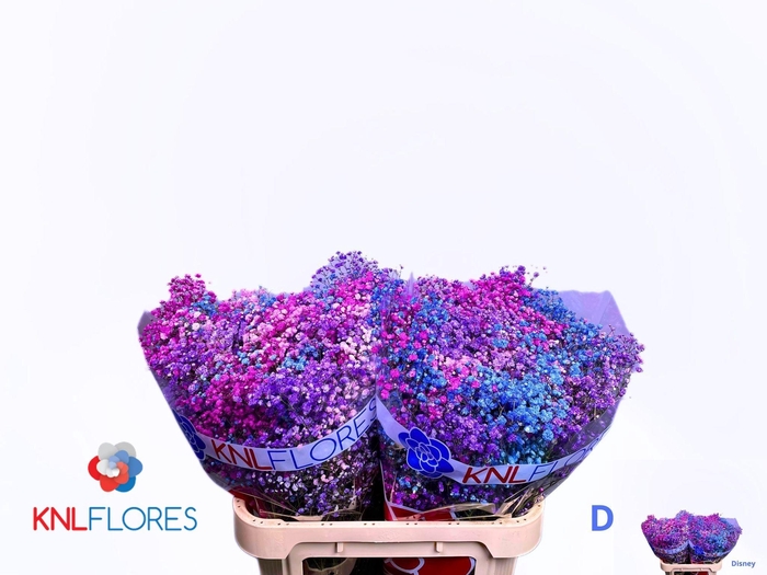 <h4>GYPS KLB H%</h4>