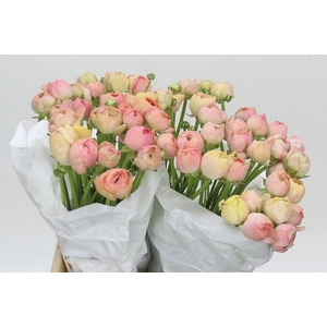 Ranunculus Clooney Gran Pastel