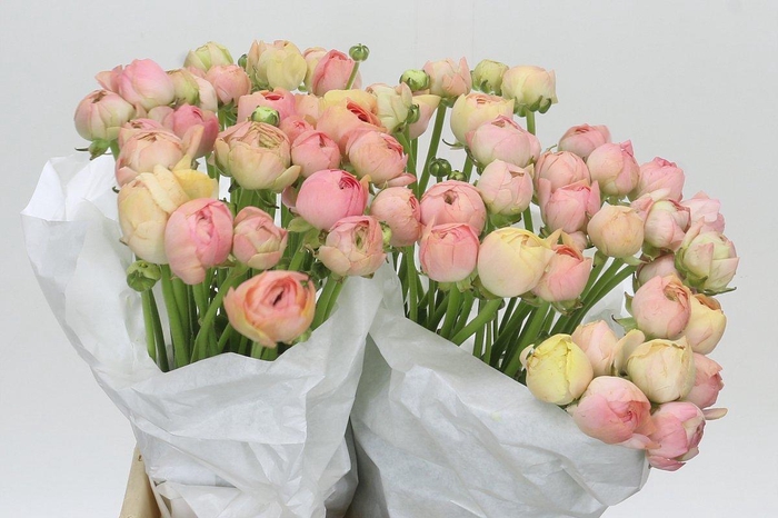 <h4>Ranunculus Clooney Gran Pastel</h4>