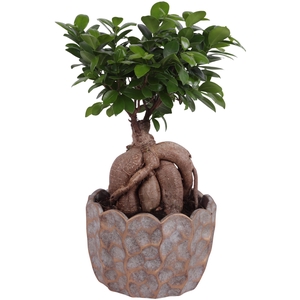 Ficus m. Ginseng Ball Shape Ø20cm in Ø24cm Ceramic PL670