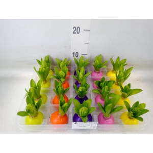 Hyacinthus orie.   ...waxed L%