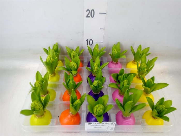 <h4>Hyacinthus orie.   ...waxed L%</h4>