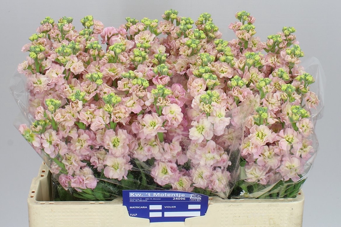 Matthiola Champagne