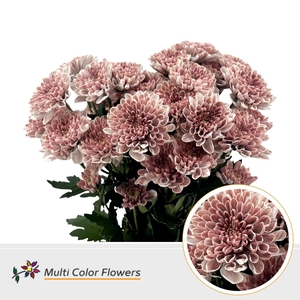 Chrysanthemum TR   ...colored H%