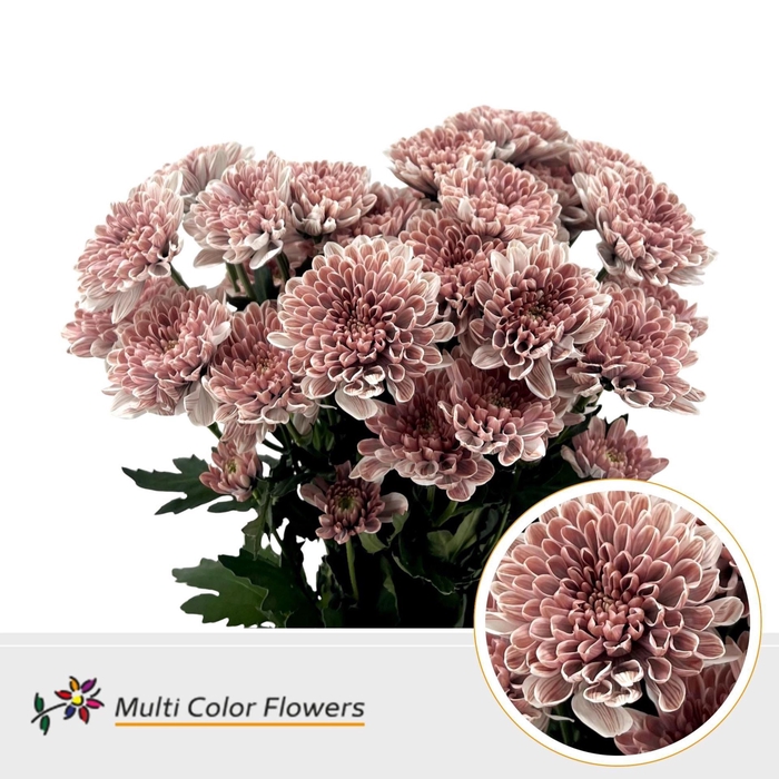 <h4>Chr. Tr 'Altaj' DYED Misty Blush</h4>