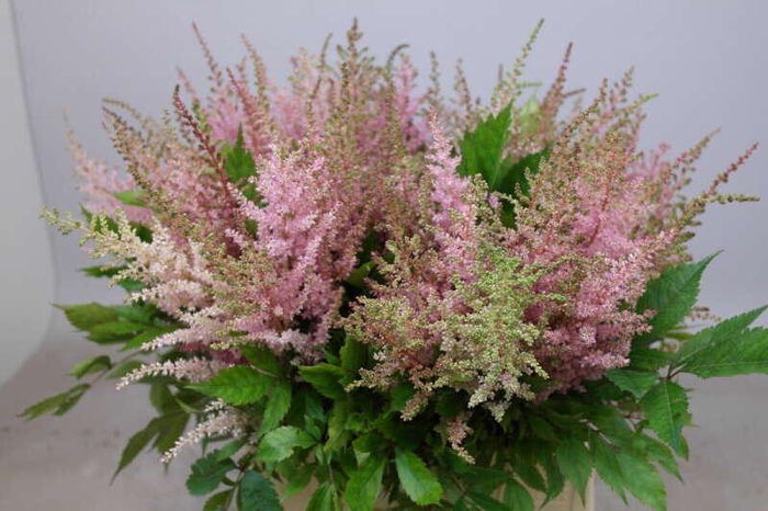 <h4>ASTIL ERIKA ASTILBE ERIKA</h4>