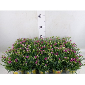 Dianthus allw. 'Lucky Lips Lara'