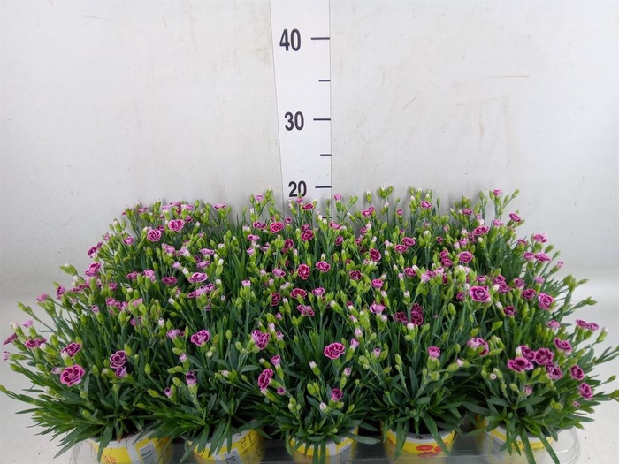<h4>Dianthus allw. 'Lucky Lips Lara'</h4>