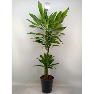 Dracaena frag. 'Golden Coast'