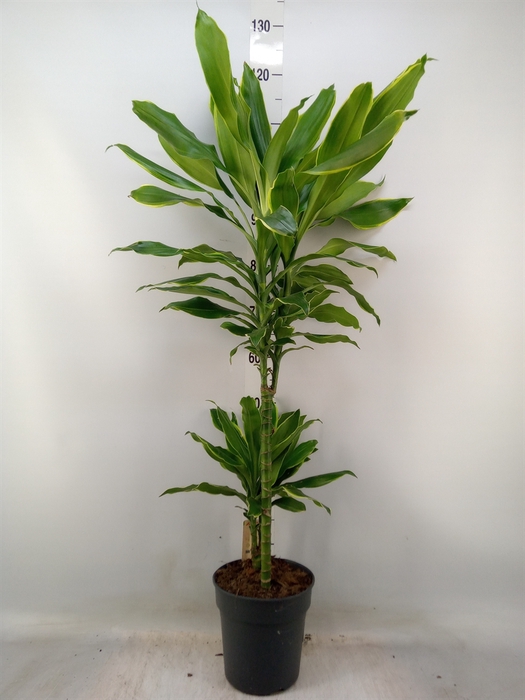 <h4>Dracaena frag. 'Golden Coast'</h4>