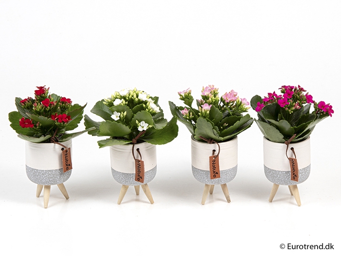 <h4>KALANCHOE BLOSSF P6 E 2049 NEW LOOK</h4>