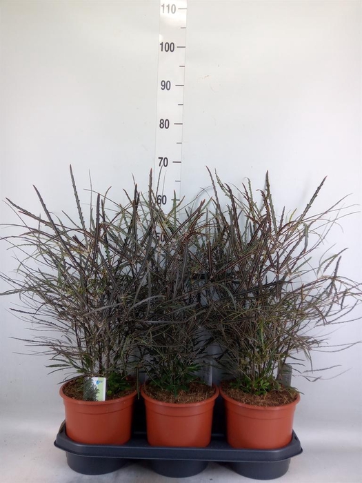 <h4>Dizygotheca eleg.</h4>