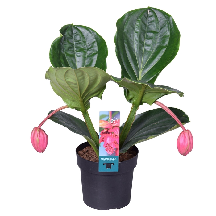 <h4>Medinilla magn. 'Flamenco'</h4>
