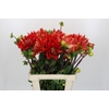 Dahlia Vulcan EPM Loos
