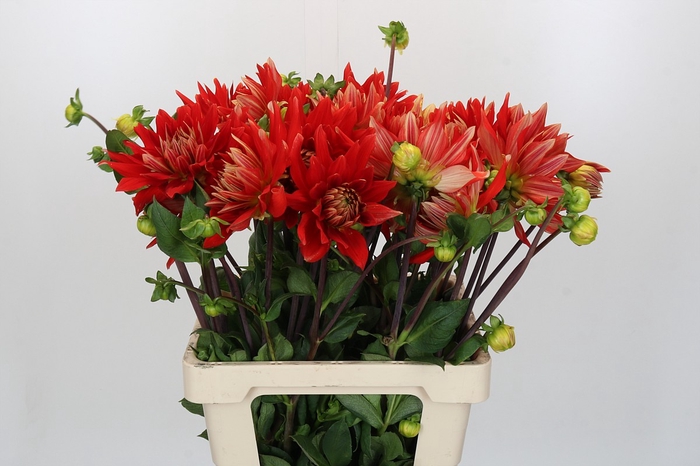 Dahlia Vulcan EPM Loos