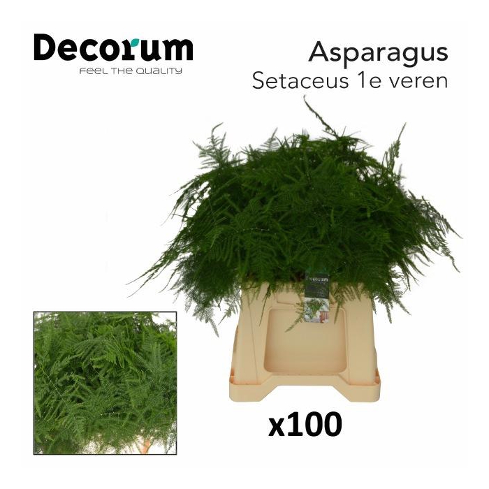 <h4>ASPARAGUS SETACEUS</h4>