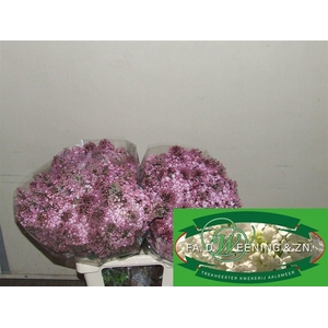 Syr Hy Maidens Blush