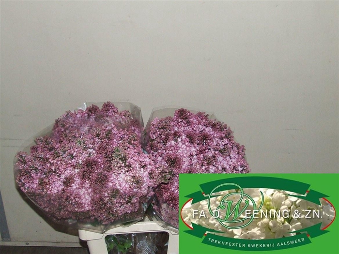 <h4>Syr Hy Maidens Blush</h4>