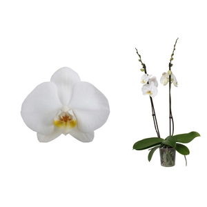 Phal Wit 2T18+
