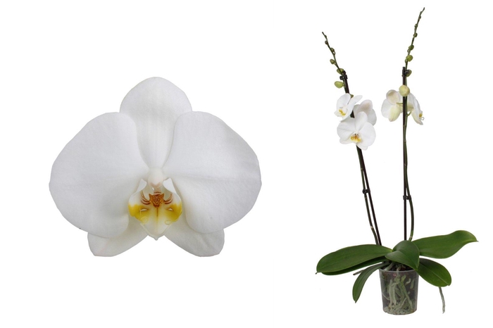 <h4>Phal Wit 2T18+</h4>