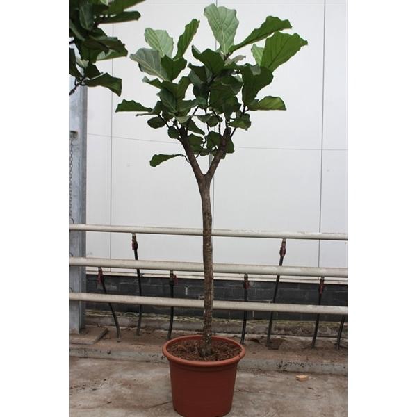<h4>Ficus lyrata</h4>