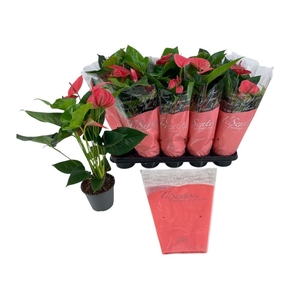 Anthurium Andreanum Grp gemengd