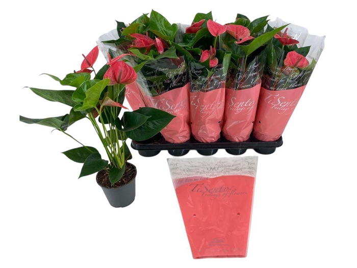 <h4>Anthurium Andreanum Grp gemengd</h4>