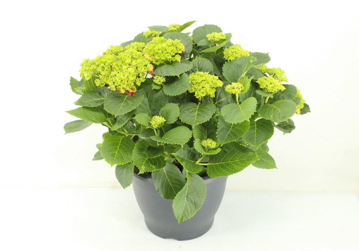 <h4>Hydrangea Hi Fire</h4>
