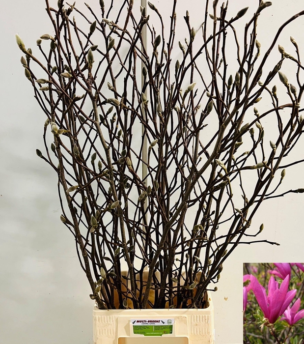 <h4>MAGNOLIA OV</h4>