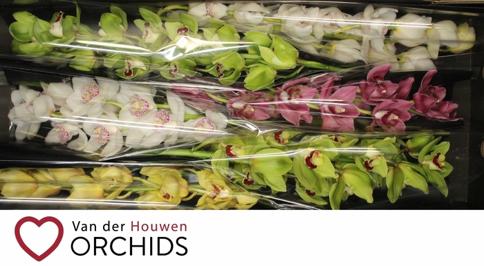 <h4>80 cm gemengd</h4>