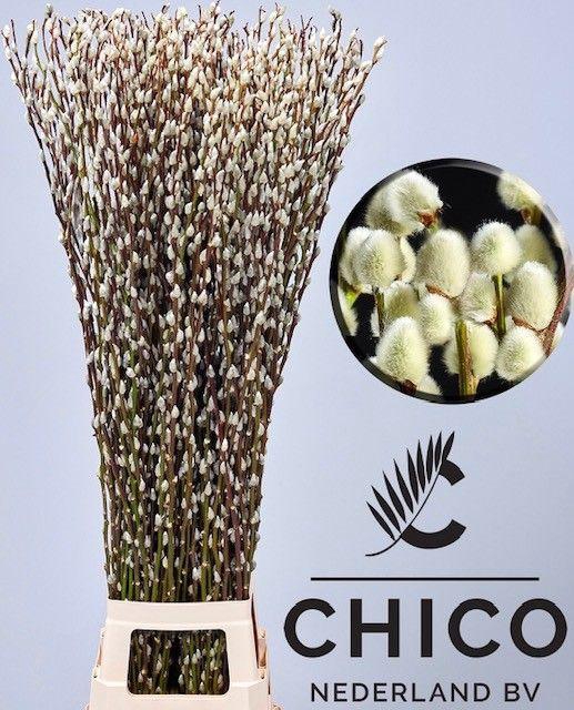 <h4>SALIX CA SNOW FLAKE</h4>