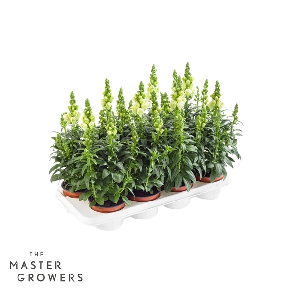 <h4>Antirrhinum majus wit</h4>