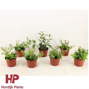 12 cm pot - Aeschynanthus Mix