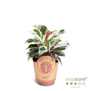 CALATHEA SPECIES p11 White Miracle paper