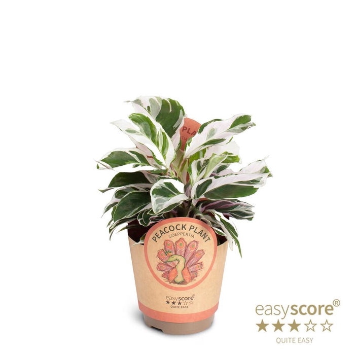 <h4>CALATHEA SPECIES p11 White Miracle paper</h4>