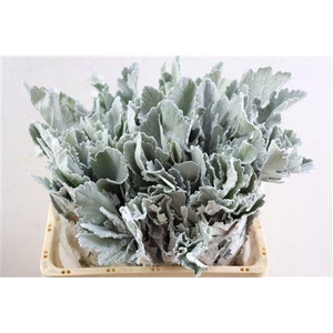Jacobaea Senecio New Look