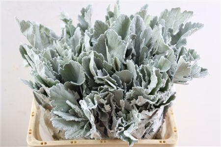 <h4>Jacobaea Senecio New Look</h4>