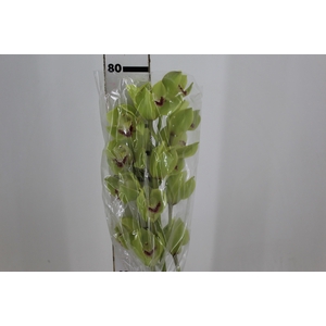 CYMBIDIUM HT 10/14 FLS VERDE