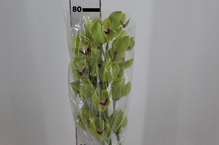 <h4>CYMBIDIUM HT 10/14 FLS VERDE</h4>