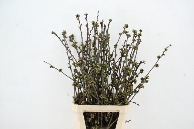 <h4>KERSENBLOESEM GROF PER STEM 100CM</h4>