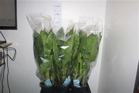 <h4>Aglao Chantal</h4>