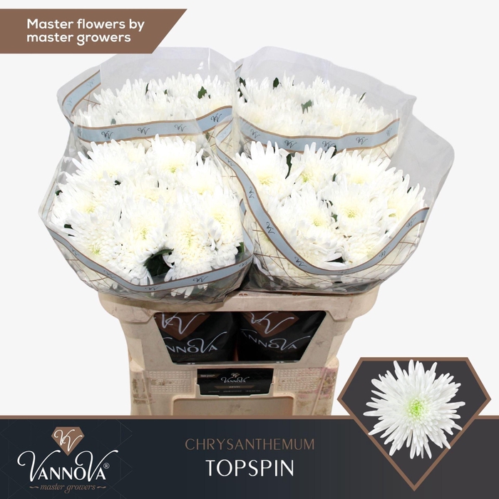 <h4>Chr g Topspin</h4>