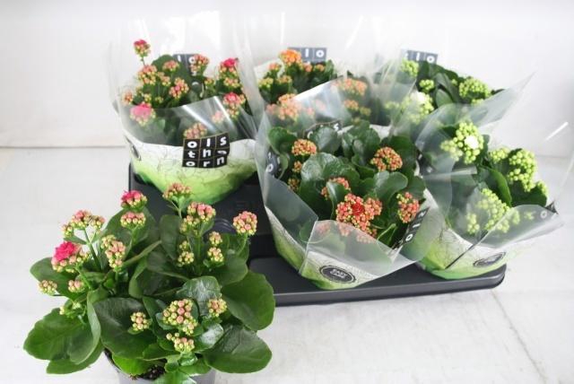 <h4>KAL GE GEM 4 KL</h4>