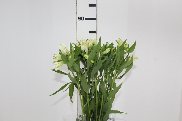 <h4>ALSTROEMERIA AVALANGE 080 CM</h4>