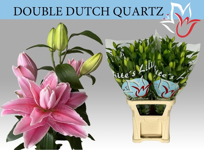 <h4>LI OR DU DD QUARTZ</h4>
